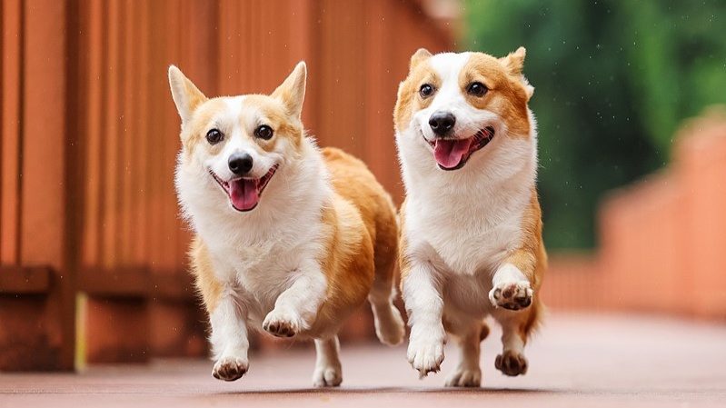 襄阳襄城推进文明养犬综合治理