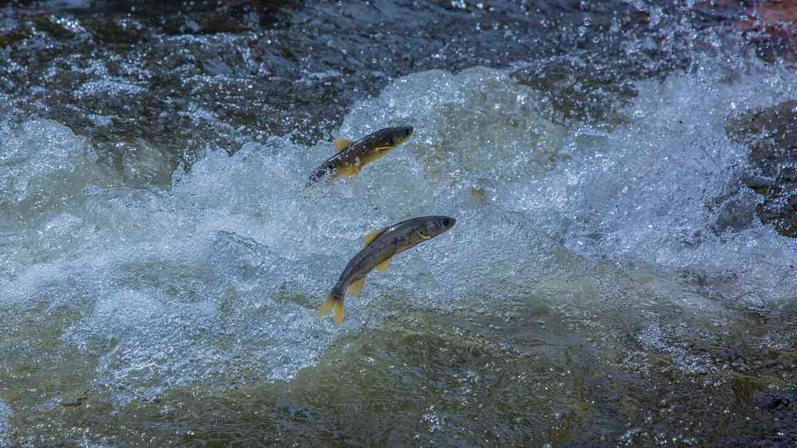 四中全会精神在基层丨青海冷水鱼“游”向餐桌