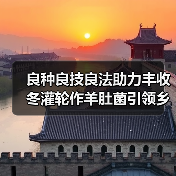 良种良技良法助力丰收 冬灌轮作羊肚菌引领乡村振兴新路径(图2) 良种良技良法助力丰收 冬灌轮作羊肚菌引领乡村振兴新路径(图2)