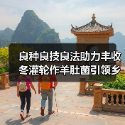 良种良技良法助力丰收 冬灌轮作羊肚菌引领乡村振兴新路径(图1) 良种良技良法助力丰收 冬灌轮作羊肚菌引领乡村振兴新路径(图1)