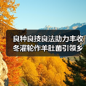 良种良技良法助力丰收 冬灌轮作羊肚菌引领乡村振兴新路径(图3) 良种良技良法助力丰收 冬灌轮作羊肚菌引领乡村振兴新路径(图3)