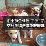 中小微企业外汇衍生品交易手续费减免政策延期两年(图3) 中小微企业外汇衍生品交易手续费减免政策延期两年(图3)