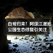 白鹭归来!阿蓬江湿地公园生态修复引关注(图2) 白鹭归来!阿蓬江湿地公园生态修复引关注(图2)